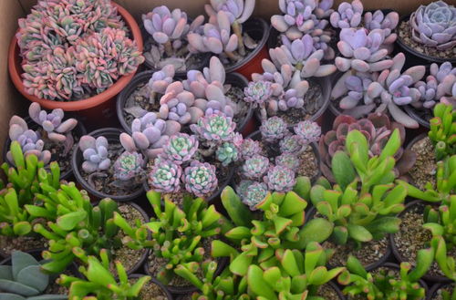 迎春花卉與家電同臺(tái)綻放 國際商品展人頭攢動(dòng)鬧新春