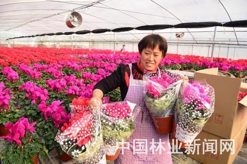 迎春鮮花市場俏銷，家具市場借勢回暖