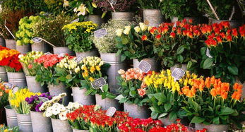 重慶最全花市地圖，這個(gè)秋天玩出不一樣的色彩與花趣