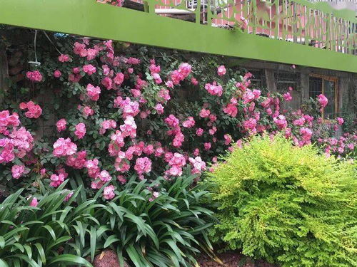 端午小長假，寶山人家門口的美景與智能家電完美融合