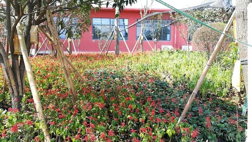 卓達(dá)綠色裝配式建筑工廠助力安康高新區(qū)實(shí)驗(yàn)小學(xué)建成與家具一體化建設(shè)