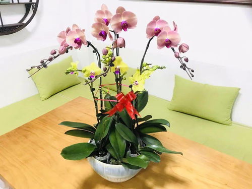 和潤農(nóng)業(yè)精品花卉火熱出售中，打造您的專屬花園