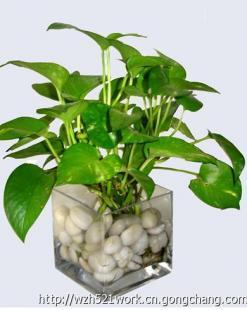 合肥聚美堂 綠植花卉租賃與銷售，科技賦能的農(nóng)副產(chǎn)品新選擇